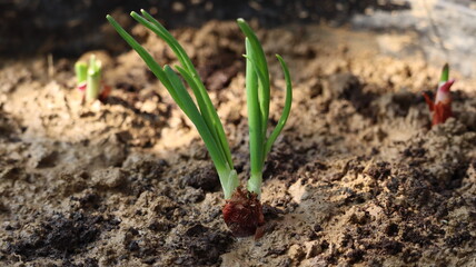 Sprouts of the organic spring onion grown in the soil of a vegan household.