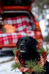 Black labrador with New Year's, Christmas wreath.