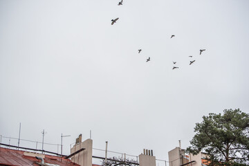 Roofs and chimneys of Prague 6, and area of old and luxury buildings in the district of Prague 6, czech Republic.