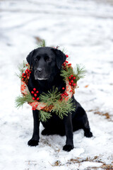 Black labrador with New Year's, Christmas wreath.