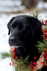 Black labrador with New Year's, Christmas wreath.