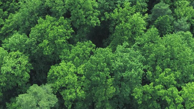 Slow fly over green forest