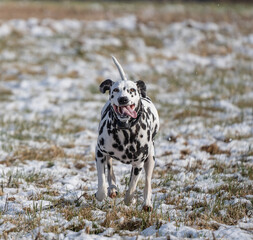 Dalmatian Running in Field 