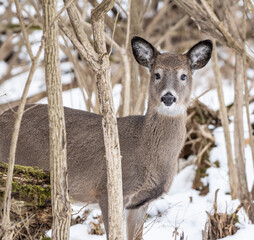 White-tailed Deer in Snowy Woods