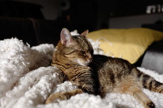 Louna