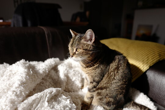 Louna