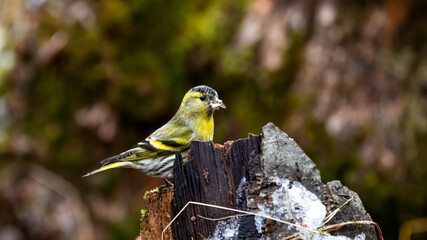 Naklejka premium erlenzeisig, bird, natur, wild lebende tiere, tier, gelb, ast, wild, schnabel, green, finch, baum,