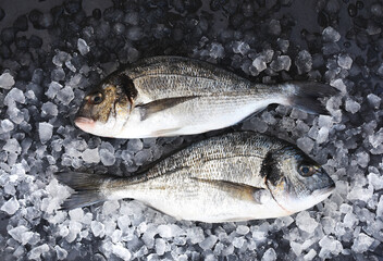 Sea bream fish from market, fresh fish on ice, seafood diet cooking background