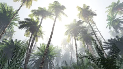 Dschungel im Nebel, Palmen im Dunstboden, Morgendschungel, Regenwald im Nebel, 3D-Rendering © ustas