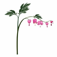 Bleeding heart flowers isolated and realistic illustration on white background.