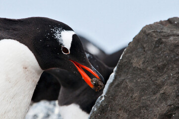 Pingwin gentoo © rubbersoulroad