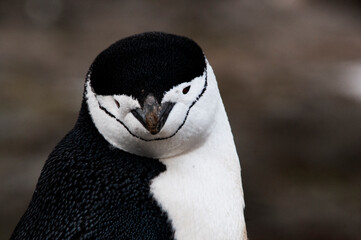 pingwin chinstrap