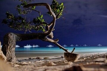 Night photo of bent, 
solitaire tree, growing on the edge of Mindanao sea, on Dumaluan beach located on Panglao Philippines island - obrazy, fototapety, plakaty