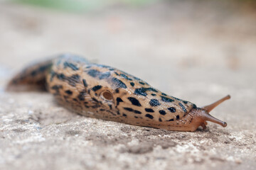 Slug slowly creeps on the ground, close-up