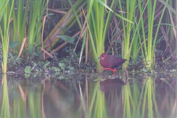 Ruddy-breasted crake (Zapornia fusca)-habitat shot at New Town, Kolkata, India.