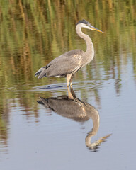 Stately great blue heron standing in the water with reflection in profile.