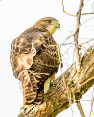 Red-tailed hawk perched on a tree branch in the spring hunting for prey.