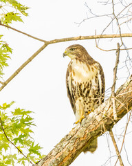 Red-tailed hawk perched on a tree branch in the spring hunting for prey.
