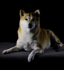 Portrait of a shiba inu in the dark - light and shadow