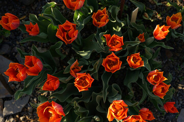 Fototapeta na wymiar Rare orange tulips in bloom top view, spring concept