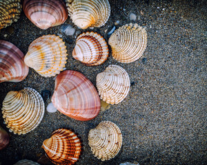 sea shells on wet sand top view closeup, space for your text.