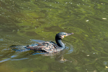 Great Cormorant (Phalacrocorax carbo) on pond