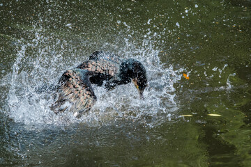 Obraz premium Great Cormorant (Phalacrocorax carbo) on pond