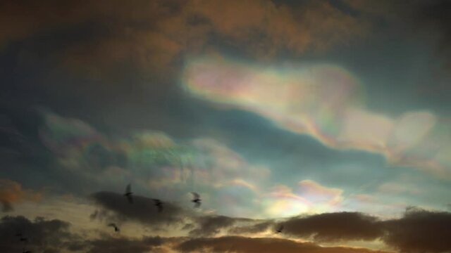 Nacreous polar stratospheric clouds bird flock