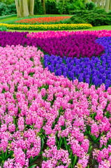 Pink and purple flowering hyacinth bulbs in the garden of Keukenhof, Netherlands