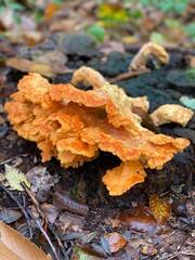 mushroom on the tree
