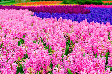 Naklejka premium Pink and purple flowering hyacinth bulbs in the garden of Keukenhof, Netherlands