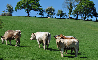 Grazing cows in the Carmarthenshire countryside