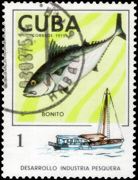 Postage stamp issued in the Cuba with the image of the Angler and Skipjack. From the series on Development of fishing industry, circa 1975
