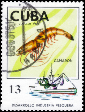 Postage stamp issued in the Cuba with the image of the Angler and Shrimp, Pandalus. From the series on Development of fishing industry, circa 1975