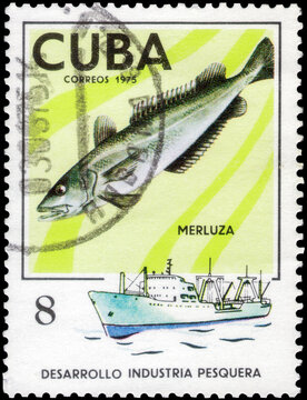 Postage stamp issued in the Cuba with the image of the Atlantic Cod, Gadus morhua. From the series on Development of fishing industry, circa 1975