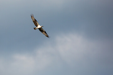 Osprey (Pandion haliaetus) soaring in a blue sky