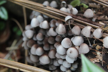 Cogumelos