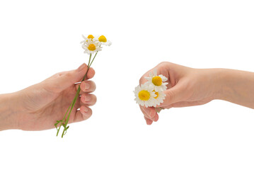 Bouquet of daisies isolated on white.