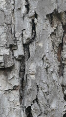 bark of a tree