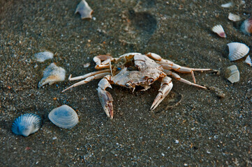 krab © rubbersoulroad