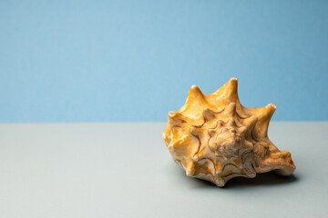 Obraz na płótnie Canvas seashell