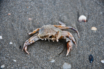 krab © rubbersoulroad