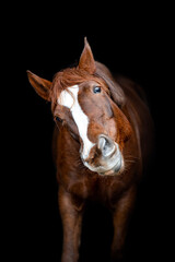 Beautiful chestnut brown horse mare stallion isolated on black background. Elegant portrait of a beautiful animal.