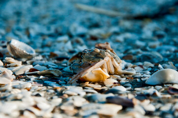 krab © rubbersoulroad