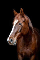 Beautiful chestnut brown horse mare stallion isolated on black background. Elegant portrait of a beautiful animal.