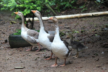 Marrecos de segurança