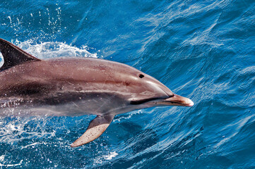 Delfin  - obrazy, fototapety, plakaty