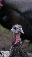 close up of a turkey