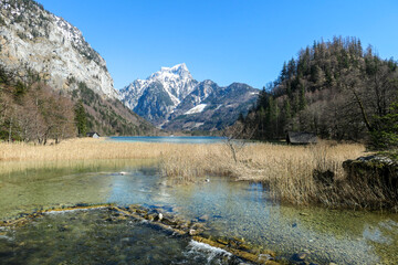 Fototapeta na wymiar Leopoldsteiner lake in Austria overgrown with golden sweet flag. The lake is surrounded by high Alps. A small wooden cottage on the side. Spring water reflects the mountains and blue sky. Serenity