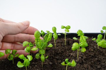 A woman's hand over basil sprouts. Side view. The concept of cultivation.